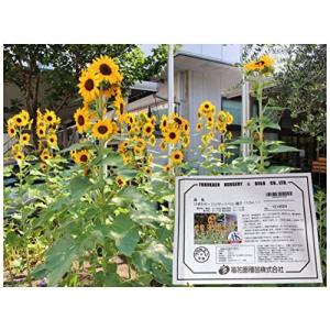 福花園種苗 ひまわり F1種子10ml詰 花色:黄色