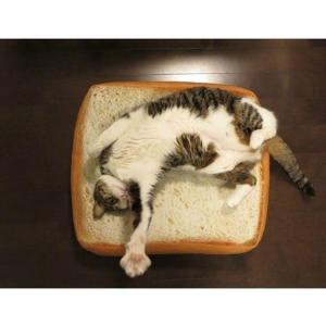 パン クッション 猫用ベッド クッション ハウス の商品一覧 猫用品 ペット用品 生き物 通販 Yahoo ショッピング