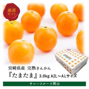 完熟きんかん たまたま A2L〜AL 約3kg 宮崎県産 ご自宅用 贈答用 果物 フルーツ 金柑 キンカン サニーフルーツ岡山