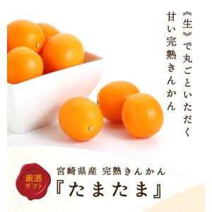 完熟きんかん たまたま A2L〜AL 約3kg...の詳細画像2