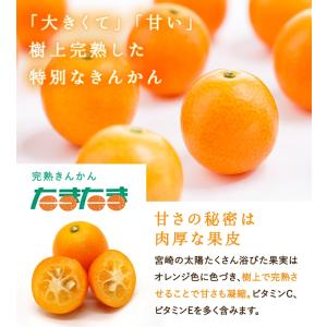 完熟きんかん たまたま A2L〜AL 約3kg...の詳細画像3