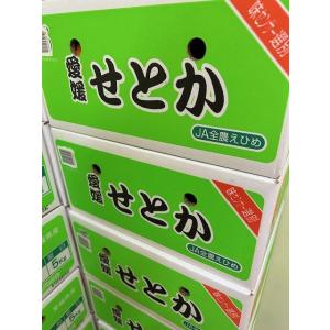 愛媛県中島産 せとか 約5kg 青秀 2L〜L...の詳細画像3