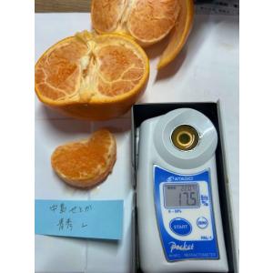 愛媛県中島産 せとか 約5kg 青秀 2L〜L...の詳細画像4