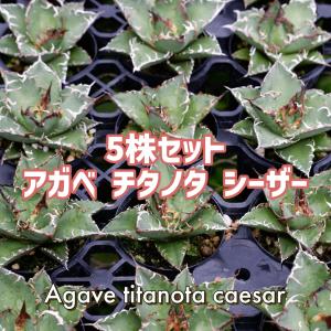 アガべ アテナータ ボーチンブルー Agave attenuata 'boutinblue
