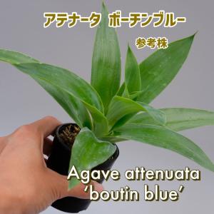 アガべ アテナータ ボーチンブルー  Agave attenuata 'boutinblue' ランダム選抜　塊根植物 観葉植物 多肉植物