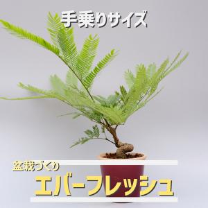 ユッカ ロストラータ 006 Yucca Rostrata 塊根植物 観葉植物 多肉植物
