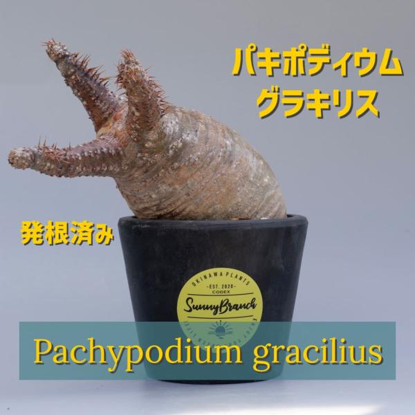 パキポディウム グラキリス 043 Pachypodium gracilius 塊根植物 観葉植物 ...