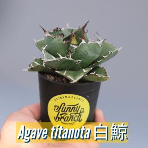 アガベ チタノタ 白鯨 228 Agave titanota white whale 　観葉植物　塊根植物　多肉植物