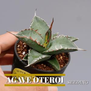 アガベ オテロイ 実生株 086 Agave oteroi seeding  塊根植物 観葉植物 多肉植物