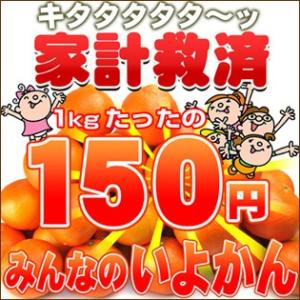 家計救済みんなの１５０円いよかん（訳あり・不選別・不揃い）1kg150円で20kgまでお好きなだけどうぞ♪