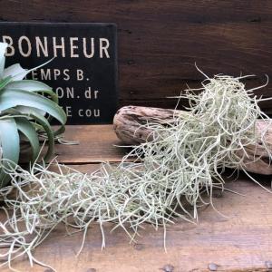 ウスネオイデス 太葉 エアープランツ 多肉植物の詳細画像1