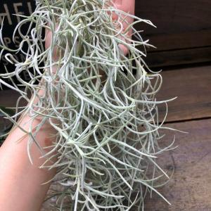 ウスネオイデス 太葉 エアープランツ 多肉植物の詳細画像4