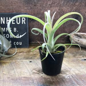 ミカド 高価で希少 バキュラリス 観葉植物 サンスベリア 多肉植物