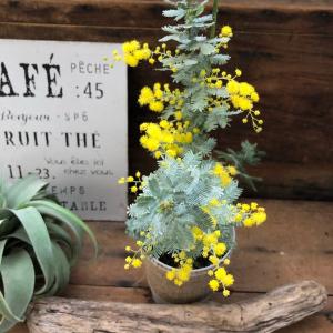 ミモザの苗 超希少 アカシア 即完売の詳細画像1