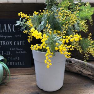 ミモザの苗 超希少 アカシア 即完売の詳細画像3