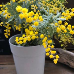 ミモザの苗 超希少 アカシア 即完売の詳細画像5