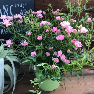 ミニバラ苗 苗 の商品一覧 花 ガーデニング 通販 Yahoo ショッピング