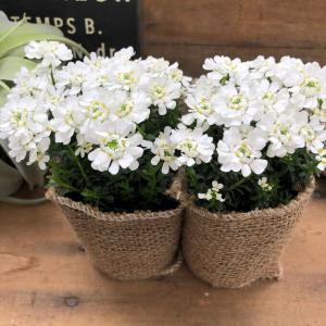 アツモリソウ交配種花1芽株 : 岩崎園芸ネットストア Yahoo店 - 通販