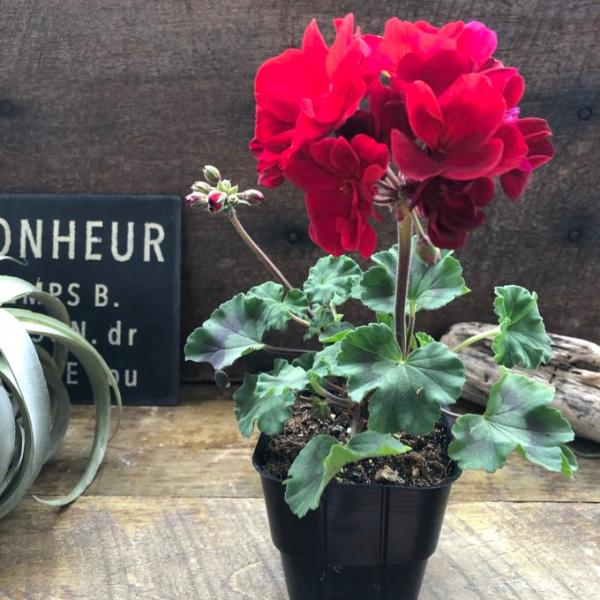 ムーンライト　トゥンバオ レッド ゼラニウム