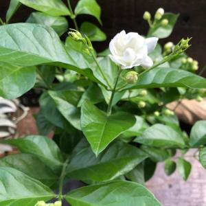 八重ジャスミン 茉莉花 ガーデニング