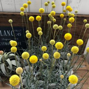 花の苗 苗 花 ガーデニング 通販 Yahoo ショッピング