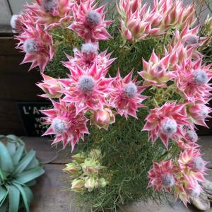 日本花キ流通 予約販売 ジョーイセルリア プリティピンク 5号鉢 送料