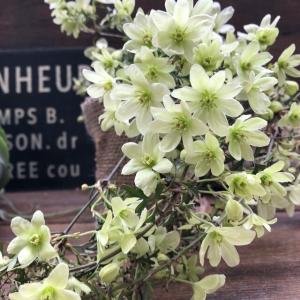 ペトリエイ クレマチス ツル性 常緑クレマチス ガーデニング