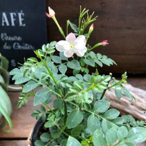 ジャスミン 苗 苗 の商品一覧 花 ガーデニング 通販 Yahoo ショッピング