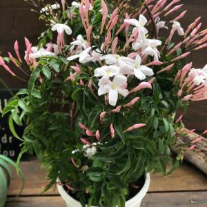 アーチ仕立て ハゴロモジャスミン 大苗 羽衣ジャスミン