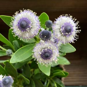 ゼラニウム 花 鉢植え 冬 春 夏 チューリップ咲き ゼラニューム 5号鉢