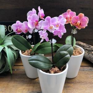 クリスマスローズ開花株 キラメキ寄りのDDグロッシー☆赤蕊ディープ