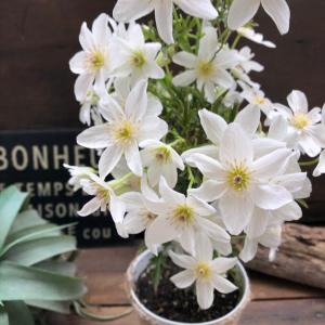 栄養系ペチュニアvivaカプチーノ3 5号ポット Pe05 A K G 通販 Yahoo ショッピング