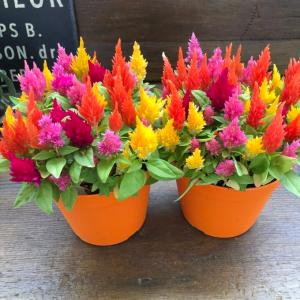 ケイトウ の 花の商品一覧 通販 Yahoo ショッピング