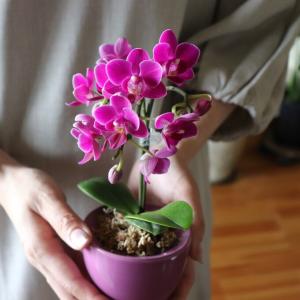 胡蝶蘭 縁起物 幸福が飛んでくる ミニサイズ ...の詳細画像3