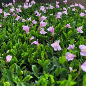 グランドカバー 花 ピンク 花の苗 の商品一覧 苗 花 ガーデニング 通販 Yahoo ショッピング