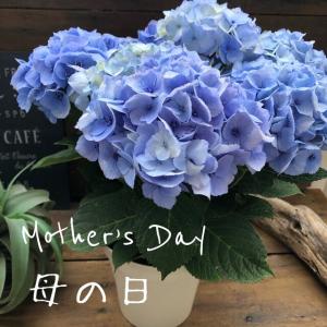 ガクアジサイの商品一覧 通販 Yahoo ショッピング