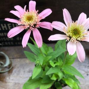 芍薬 オリエンタルゴールド 大株 6号スリット鉢植え : 苗木部 花ひろば
