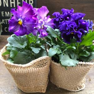 観葉植物 おしゃれ 鉢花：レプトスペルマム カッパーグロー* : 遊恵