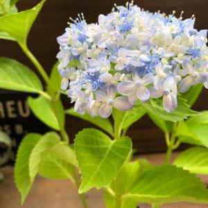 特選庭木・植木：オリーブ（シプレッシーノ）*樹高150cm 現品限り