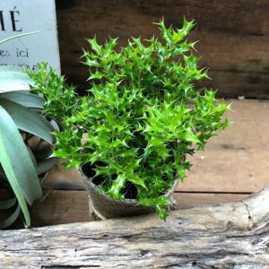 姫ヒイラギ 魔除け木に 玄関に 観葉植物 ガー...の詳細画像1