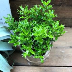 姫ヒイラギ 魔除け木に 玄関に 観葉植物 ガー...の詳細画像2