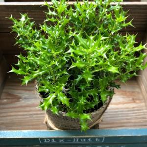 姫ヒイラギ 魔除け木に 玄関に 観葉植物 ガー...の詳細画像3