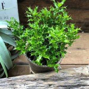 姫ヒイラギ 魔除け木に 玄関に 観葉植物 ガー...の詳細画像4