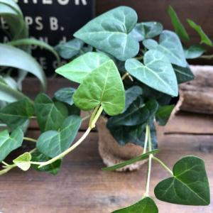 観葉植物 ハートの葉っぱの商品一覧 通販 Yahoo ショッピング