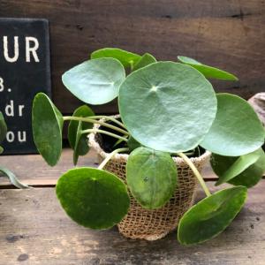 希少 ペッパースポット ペペロミア 観葉植物 : パリジェンヌ - 通販