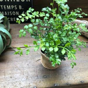 シマトネリコ 大人気 艶やかな葉っぱ 観葉植物の詳細画像4
