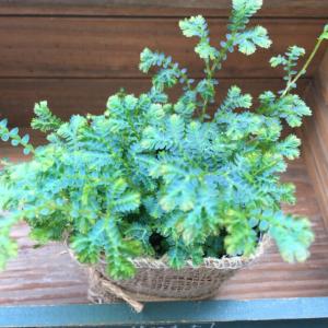 レインボーファン 深海エメラルド ガーデニング...の詳細画像1