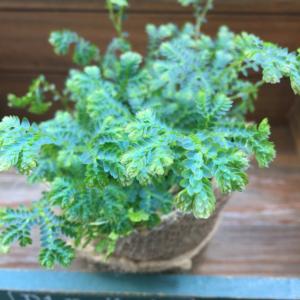 レインボーファン 深海エメラルド ガーデニング...の詳細画像2