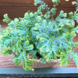 レインボーファン 深海エメラルド ガーデニング...の詳細画像3