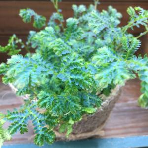 レインボーファン 深海エメラルド ガーデニング...の詳細画像4